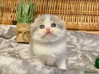 Scottish Fold cats 🧸😻CHAMPION LINE TICA ACTIVE SCOTTISH/BSH😻🧸 - Advert 5