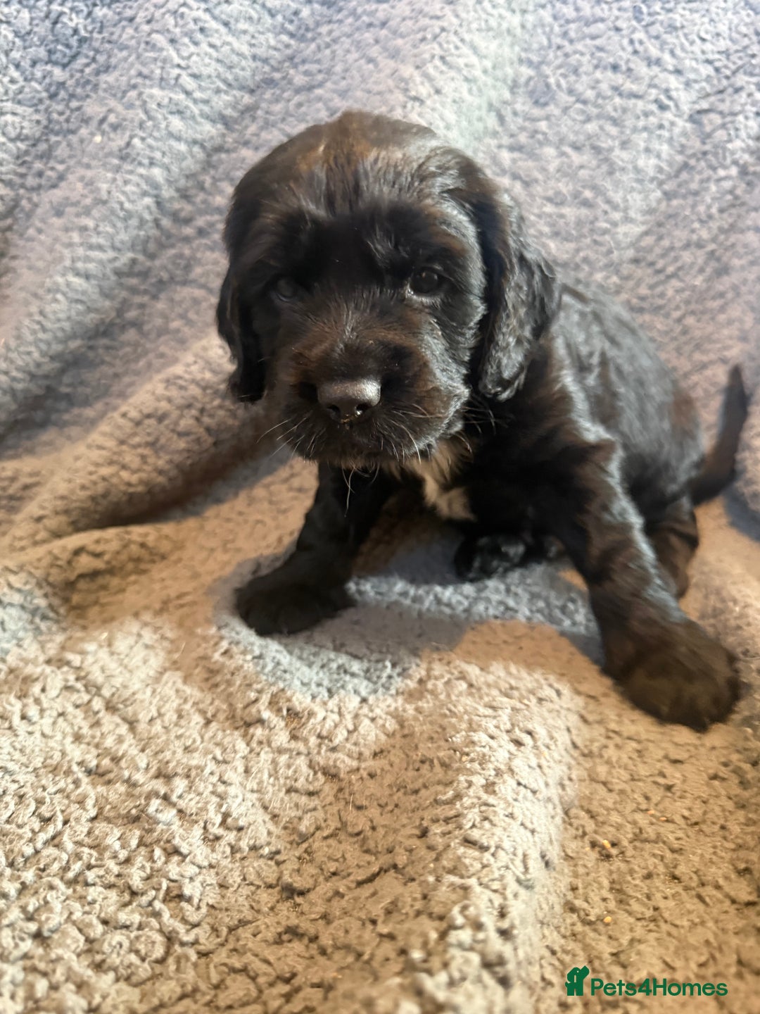 Mixed Breed dogs for sale: SprockerPoo Puppies ready 16/12 - Advert 8