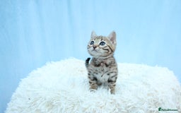 Bengal cats for sale: 🔥Stunning Bengal kittens Available🔥 - Image 20