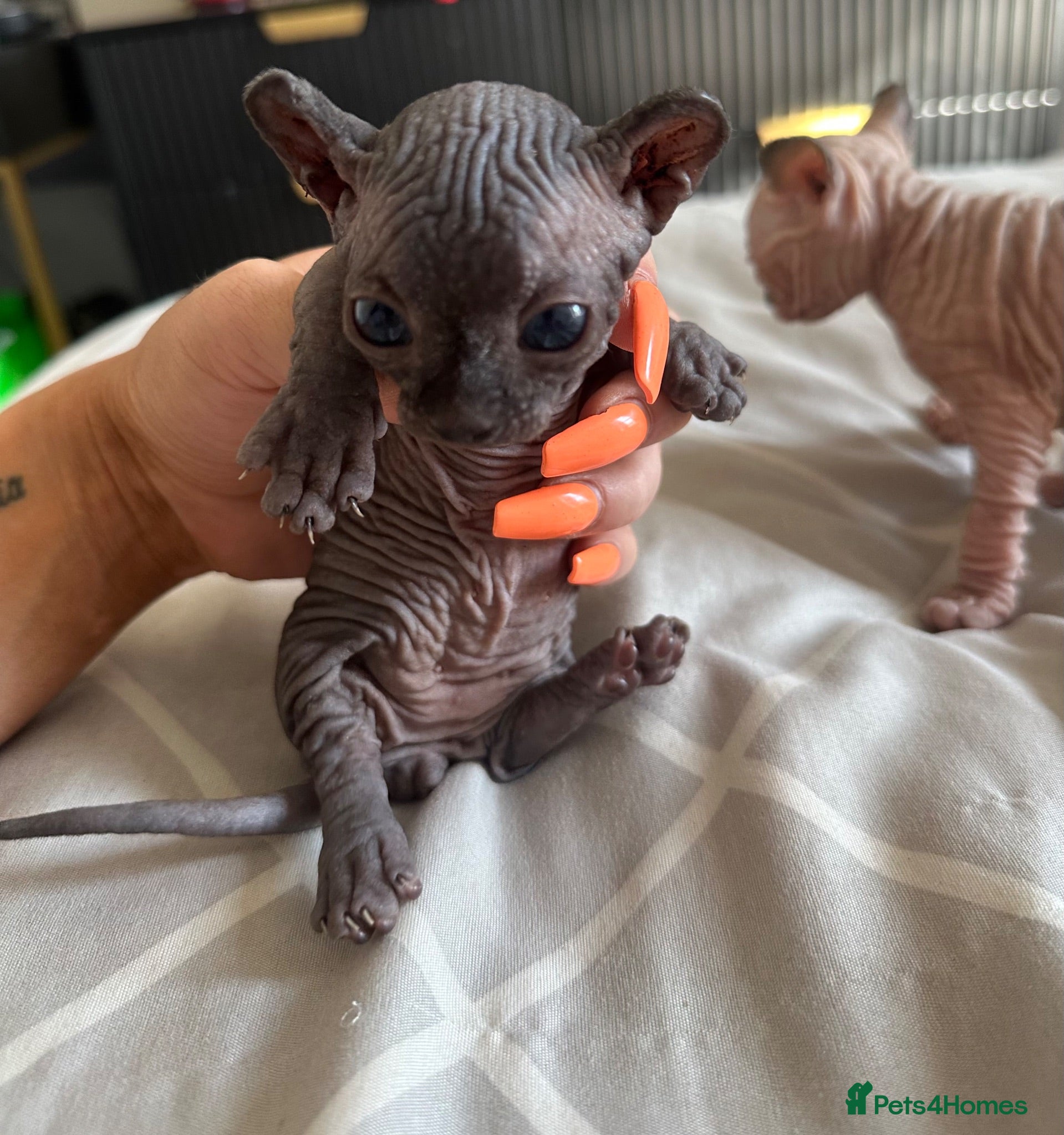Sphynx cats 🐾 Stunning Sphynx & Dwelf kittens 🐾 - Advert 7