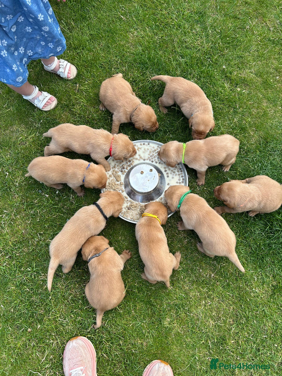 Labrador Retriever dogs for sale: Fox red Labradors for sale  - Image 1