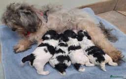 Shih Tzu dogs for sale: Few shih tzu's - Image 1