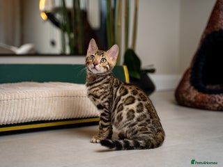 Bengal cats Flapjack-Stunning Brown Bengal-Champion TICA Line - Advert 1