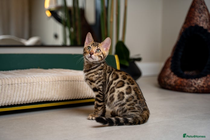 Bengal cats - Advert 3