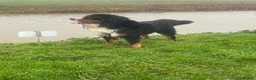 Bernedoodle dogs for sale: 2 gorgeous bernedoodle puppies available😍 - Advert 21