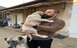 Anatolian Shepherd dogs for sale: Malakli Puppies - Image 29