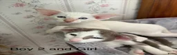 Oriental cats for sale: ✨Gorgeous Oriental Shorthair Kittens  - Advert 5