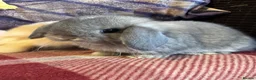Mini Lop rabbits for sale: Gorgeous pure Mini lop babies in Llandysul - Advert 7