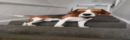Beagle dogs for stud: Tri-Colour Beagle Available for Stud - Norwich - Advert 10