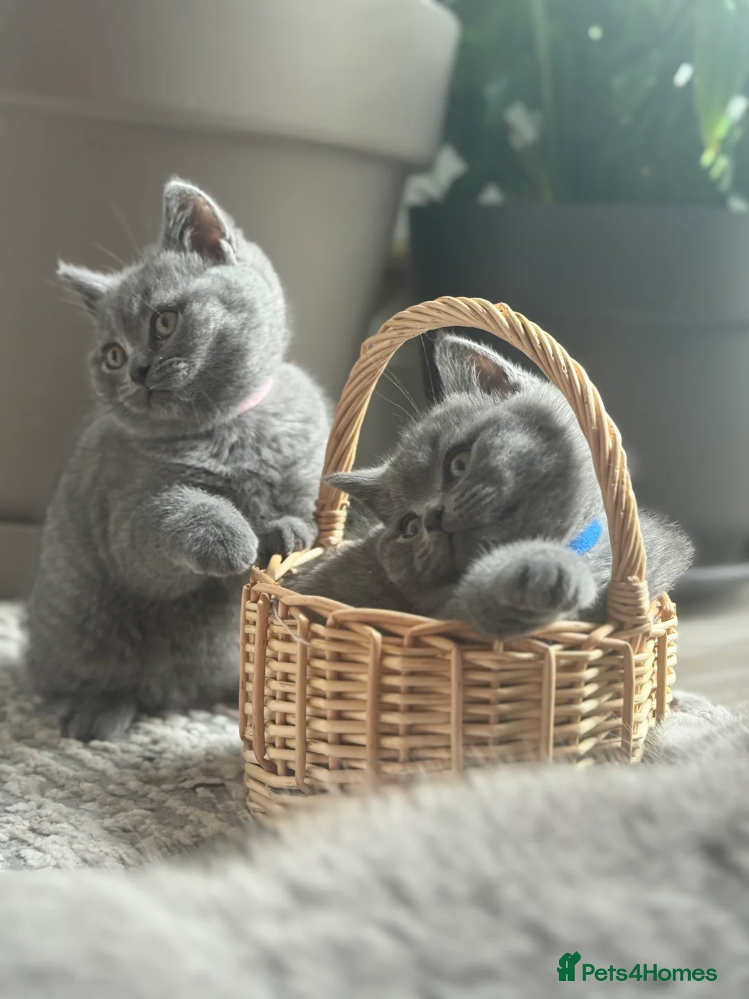 British Shorthair cats for sale: Seven little souls looking for their new home 🐾 - Advert 2