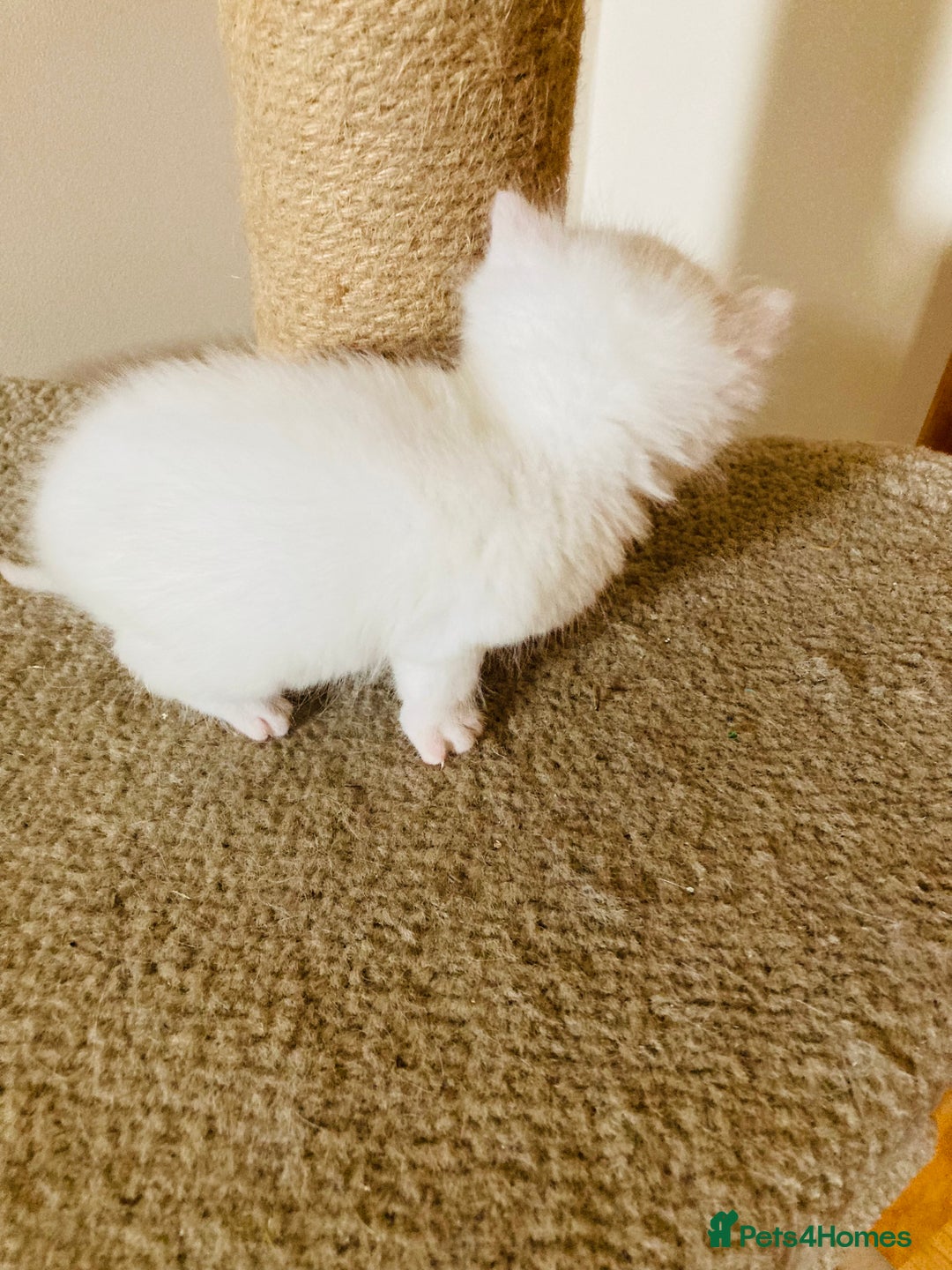 Mixed Breed cats for sale: Turkish Angora Kitten - Image 3