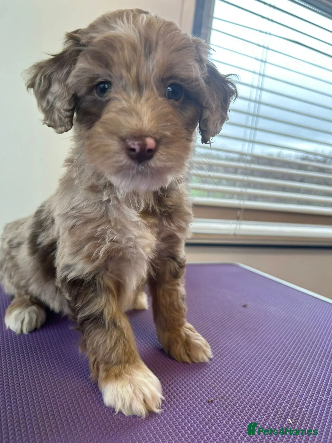 Cockapoo dogs for sale: Cockapoo puppies  - Advert 21