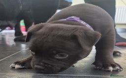 Mixed Breed dogs for sale: Pocket bully cross Chow Chow puppies for sale - Image 26