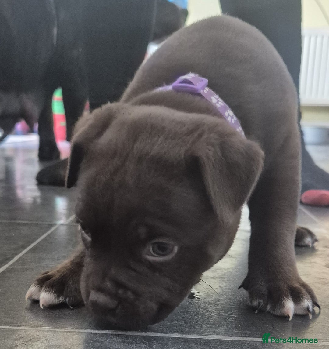 Mixed Breed dogs for sale: Pocket bully cross Chow Chow puppies for sale - Image 26