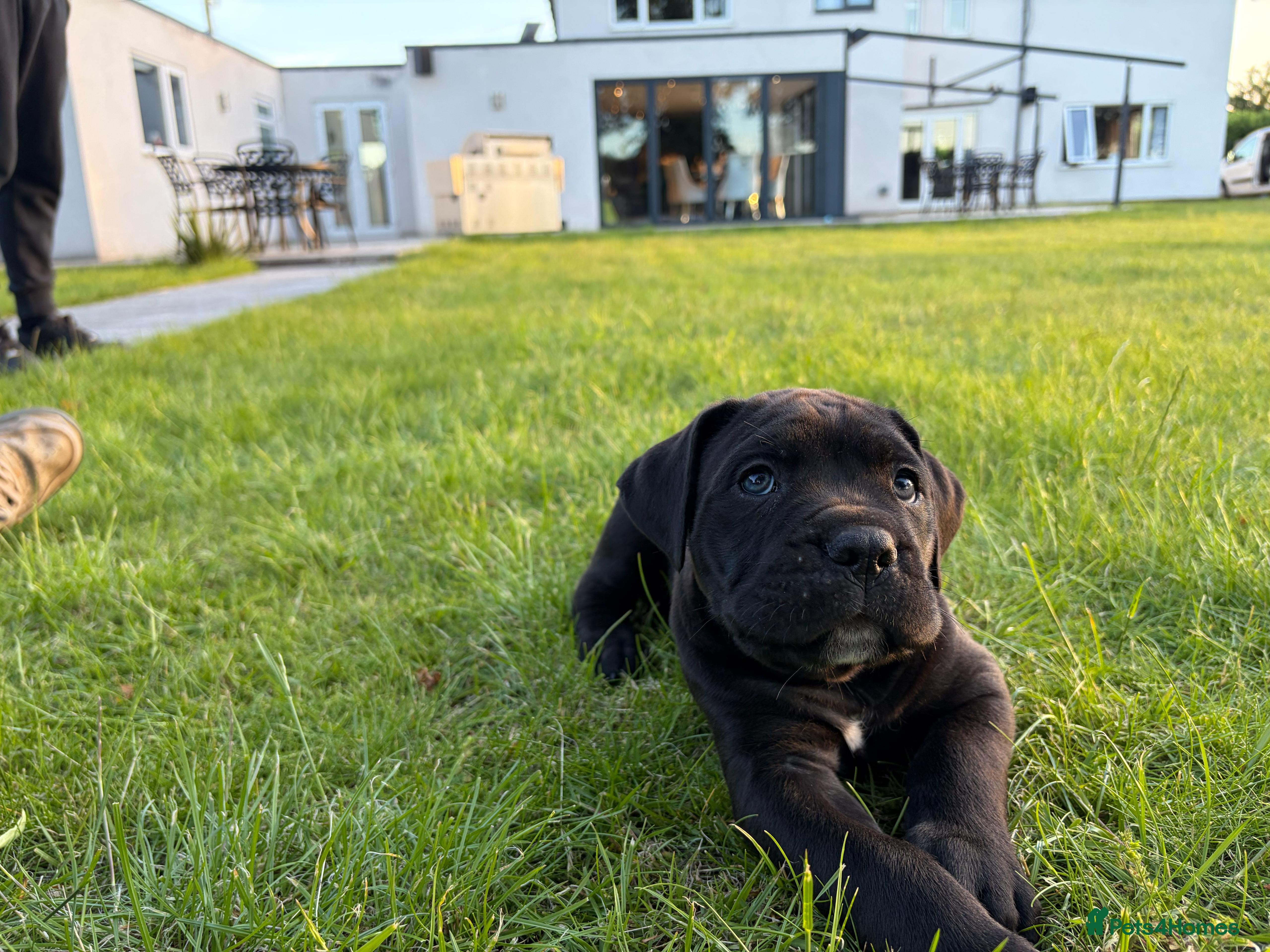 Cane Corso dogs BEAUTIFUL CANE CORSO PUPPIES - Advert 2