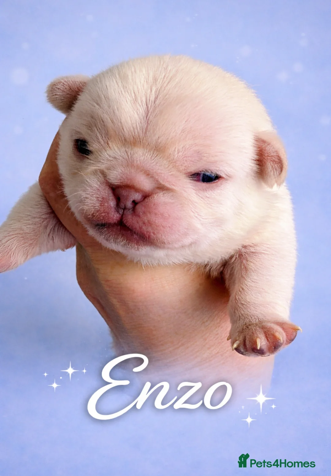 Pug dogs for sale: Gorgeous baby pug boy  - Advert 2