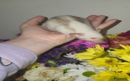 Rat rodents for sale: Beautiful pair of female rats - Advert 1