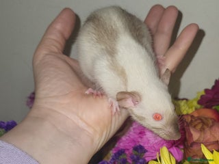 Rat rodents Beautiful pair of female rats - Advert 1