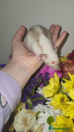 Rat rodents Beautiful pair of female rats - Advert 1