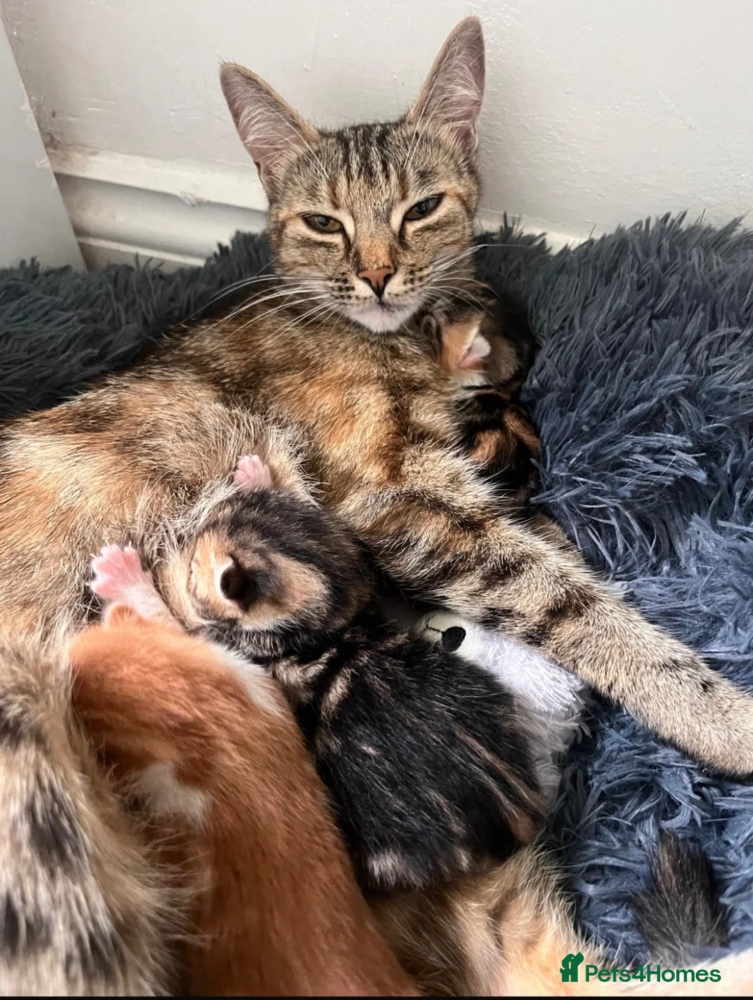 Domestic Shorthair cats for sale: Kittens - Advert 1