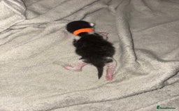 Domestic Shorthair cats for sale: Kittens for sale  - Image 17