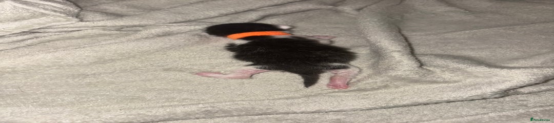 Domestic Shorthair Kitten 5
