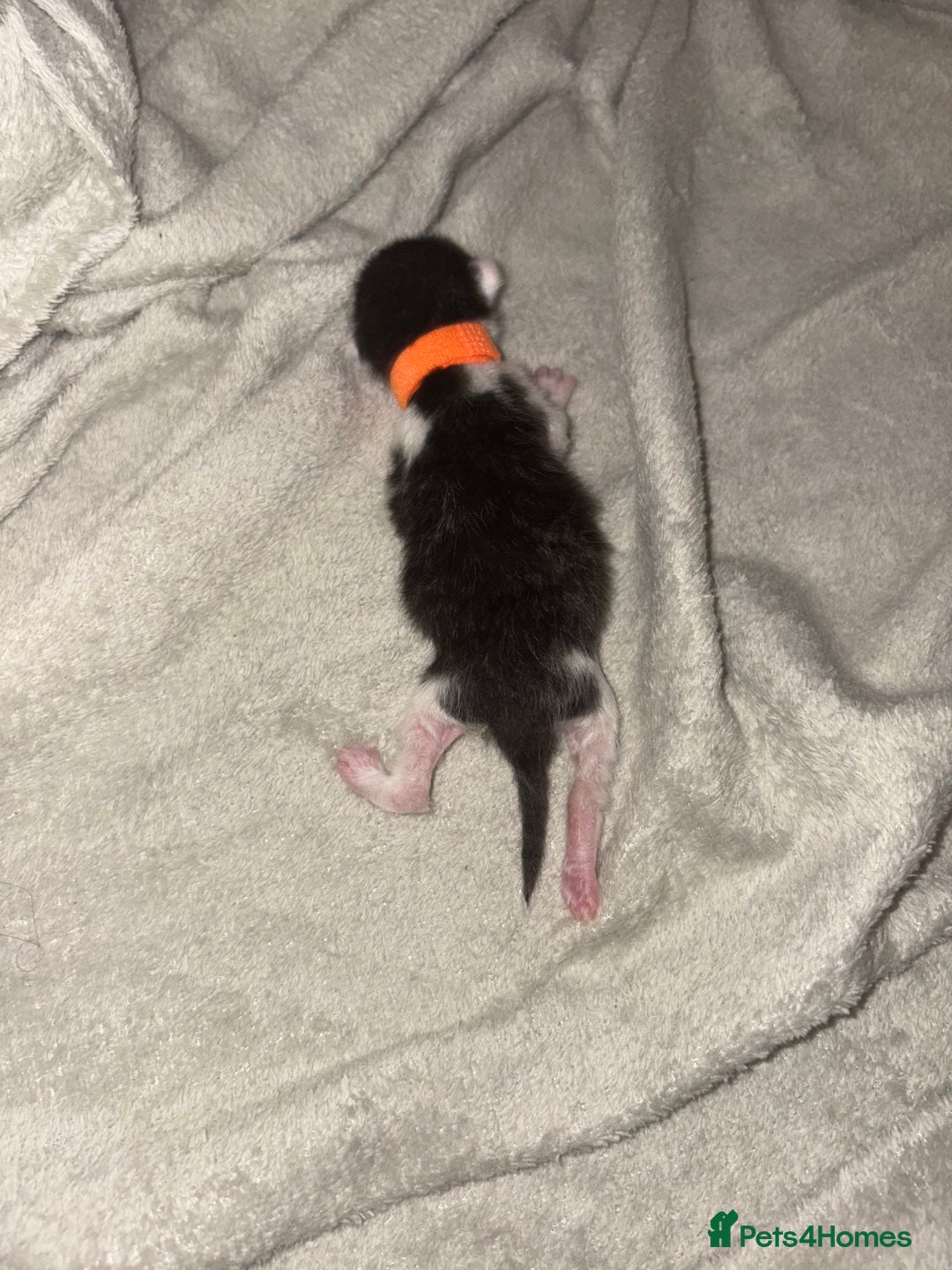 Domestic Shorthair cats for sale: Kittens for sale  - Image 17