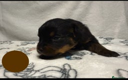 Rottweiler dogs for sale: KC Registered Litter of Rottweilers 💙💗 - Image 7