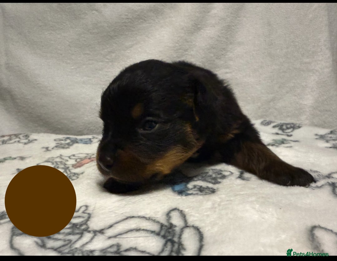 Rottweiler dogs for sale: KC Registered Litter of Rottweilers 💙💗 - Image 7