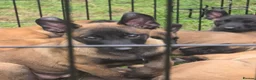 Belgian Shepherd Dog dogs for sale: DARK KC REG BELGIAN MALINOIS PUPPIES - Advert 16