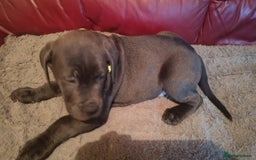 Cane Corso dogs for sale: 100 percent cane corsos puppys - Image 2