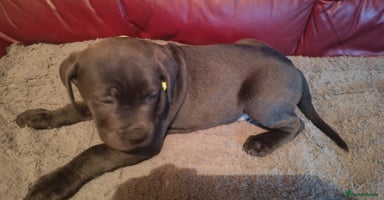 Cane Corso dogs - Advert 2