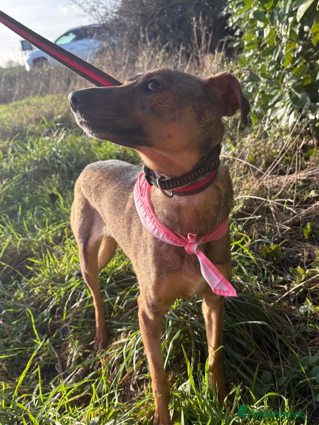 Mixed Breed dogs for adoption: Flora - Norwich Norfolk  - Advert 14