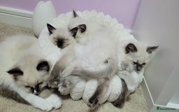 Ragdoll cats for sale: Ragdoll kittens for sale - Image 11