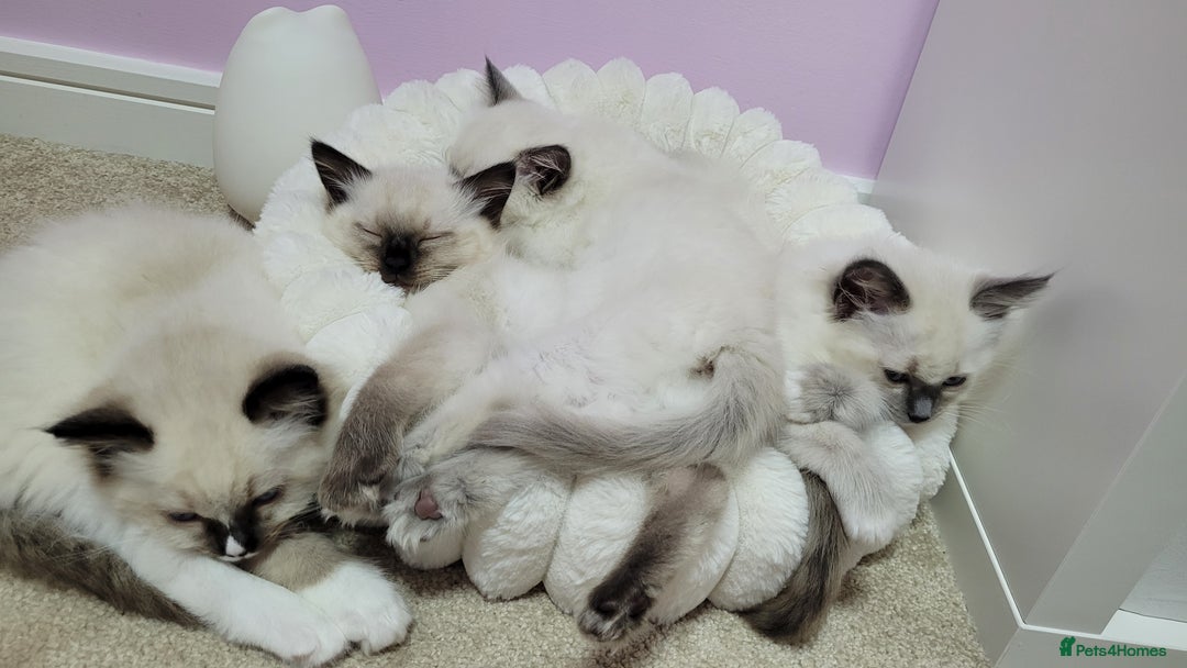 Ragdoll cats for sale: Ragdoll kittens for sale - Image 11