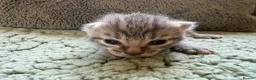 Mixed Breed cats for sale: Beautiful Kittens BSH Cross - Advert 16