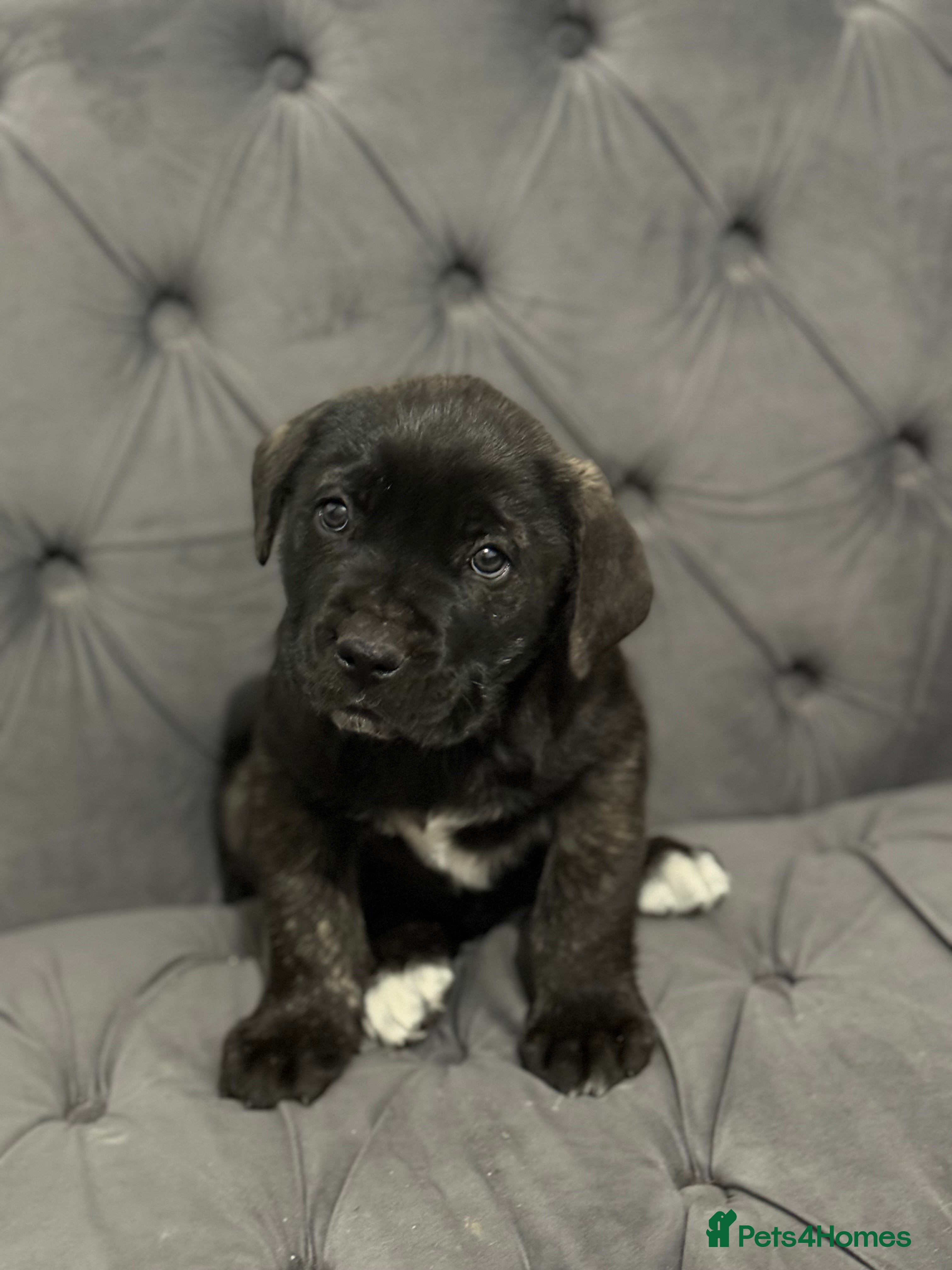 Presa Canario dogs Top quality 🏆Champion Blood presa Canario pups!! - Advert 1