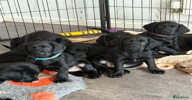 Mixed Breed dogs Sprockador puppies looking for their new homes!  - Advert 11