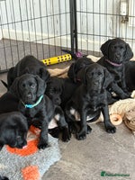 Mixed Breed dogs Sprockador puppies looking for their new homes! - Advert 11