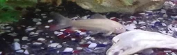 Other/Mixed Breed fish for sale: Tropical fish  - Advert 7