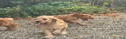 Cockapoo dogs for sale: Stunning Standard Cockapoos  - Advert 19