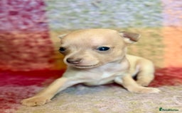 Chihuahua dogs for sale: Beautiful Chihuahua Boys - Image 9