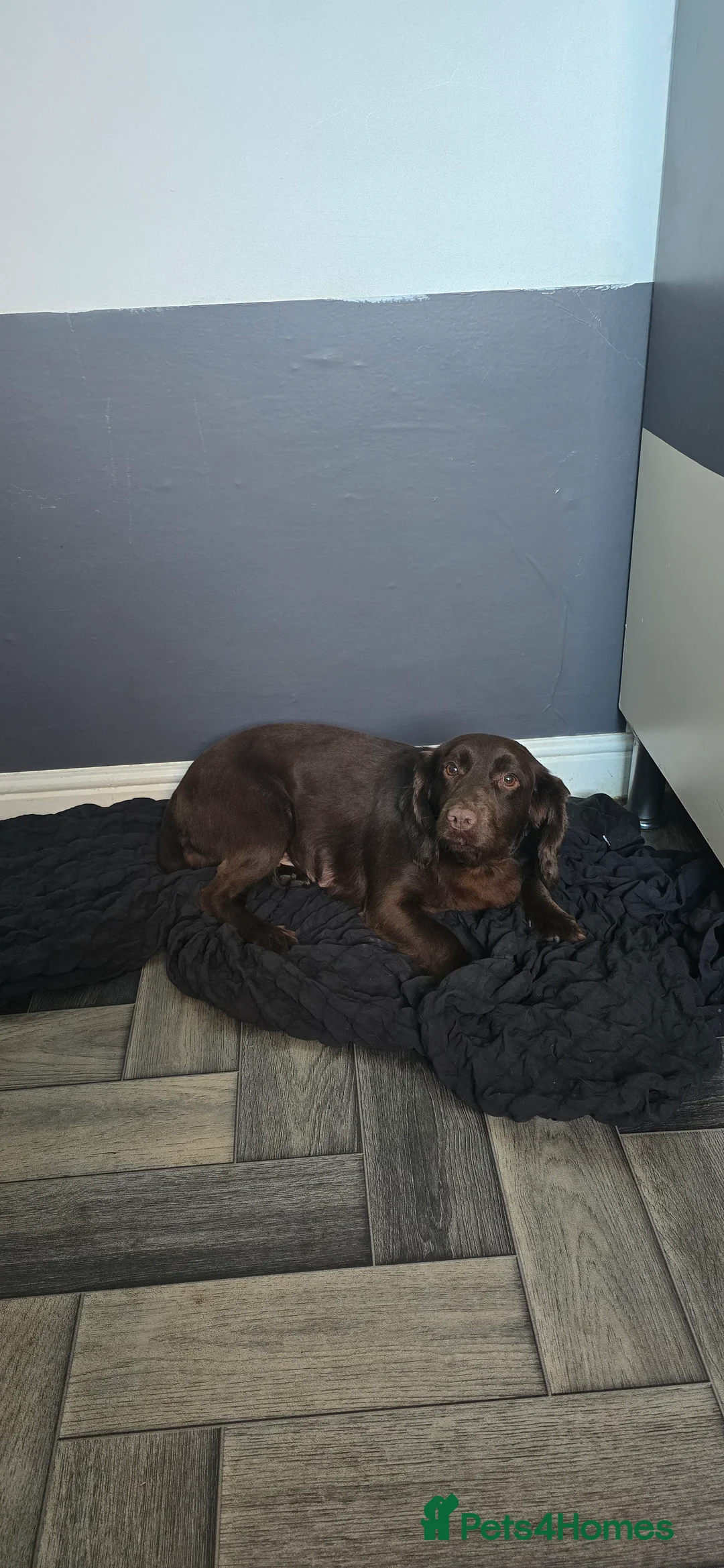 Cocker Spaniel dogs for sale: Cocker spaniel bitch - Advert 1