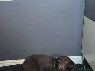 Cocker Spaniel dogs Cocker spaniel bitch - Advert 1