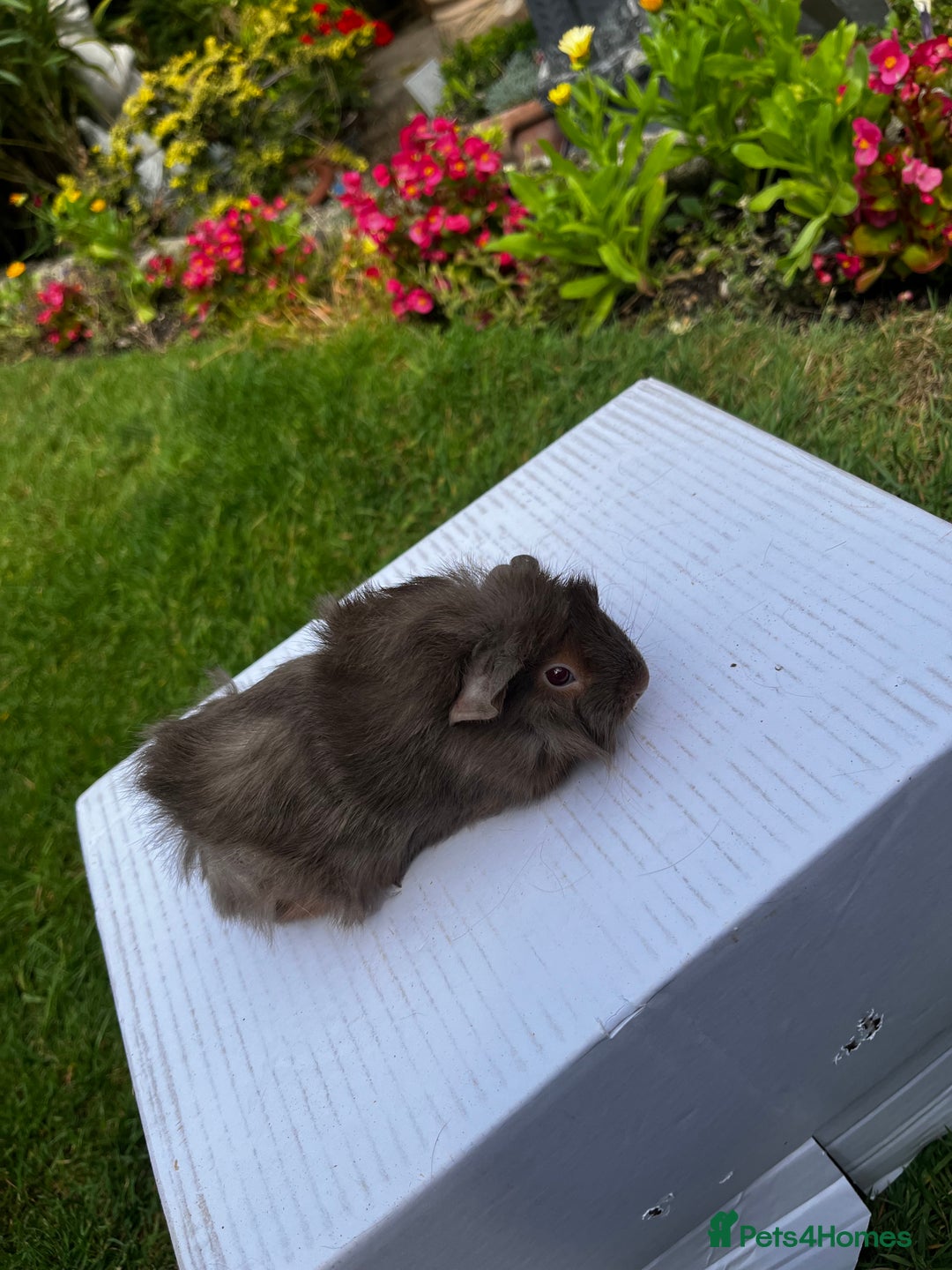Guinea Pig rodents for sale: Baby boars  - Image 24