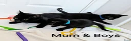 Mixed Breed cats for sale: Black Kittens 2 Boys - 2 Girls  - Advert 4