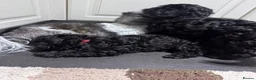 Shihpoo dogs for sale: Shihpoo puppies  - Advert 6
