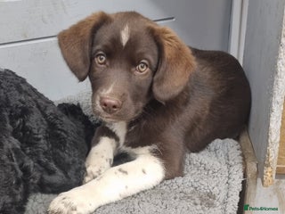 Mixed Breed dogs - Advert 1