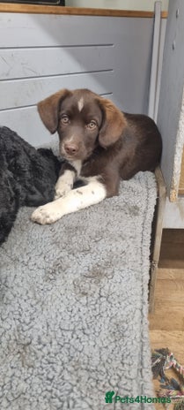 Mixed Breed dogs - Advert 1