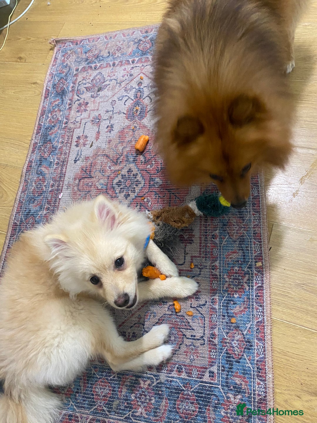 Mixed Breed dogs for sale: The cutest Pups: German & Japanese Pomeranian - Advert 2